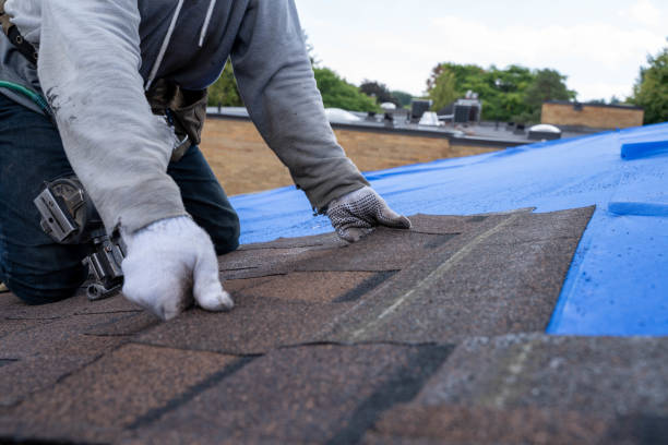 Best Roof Moss and Algae Removal  in Brier, WA